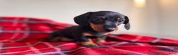 Miniature Dachshund dogs for sale: 🐾 miniature Dachshund 1 LEFT READY IN 2 WEEKS🐾 - Advert 1