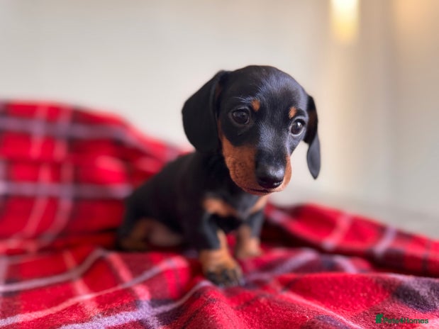 Miniature Dachshund dogs 🐾 miniature Dachshund females for sale🐾 - Advert 8
