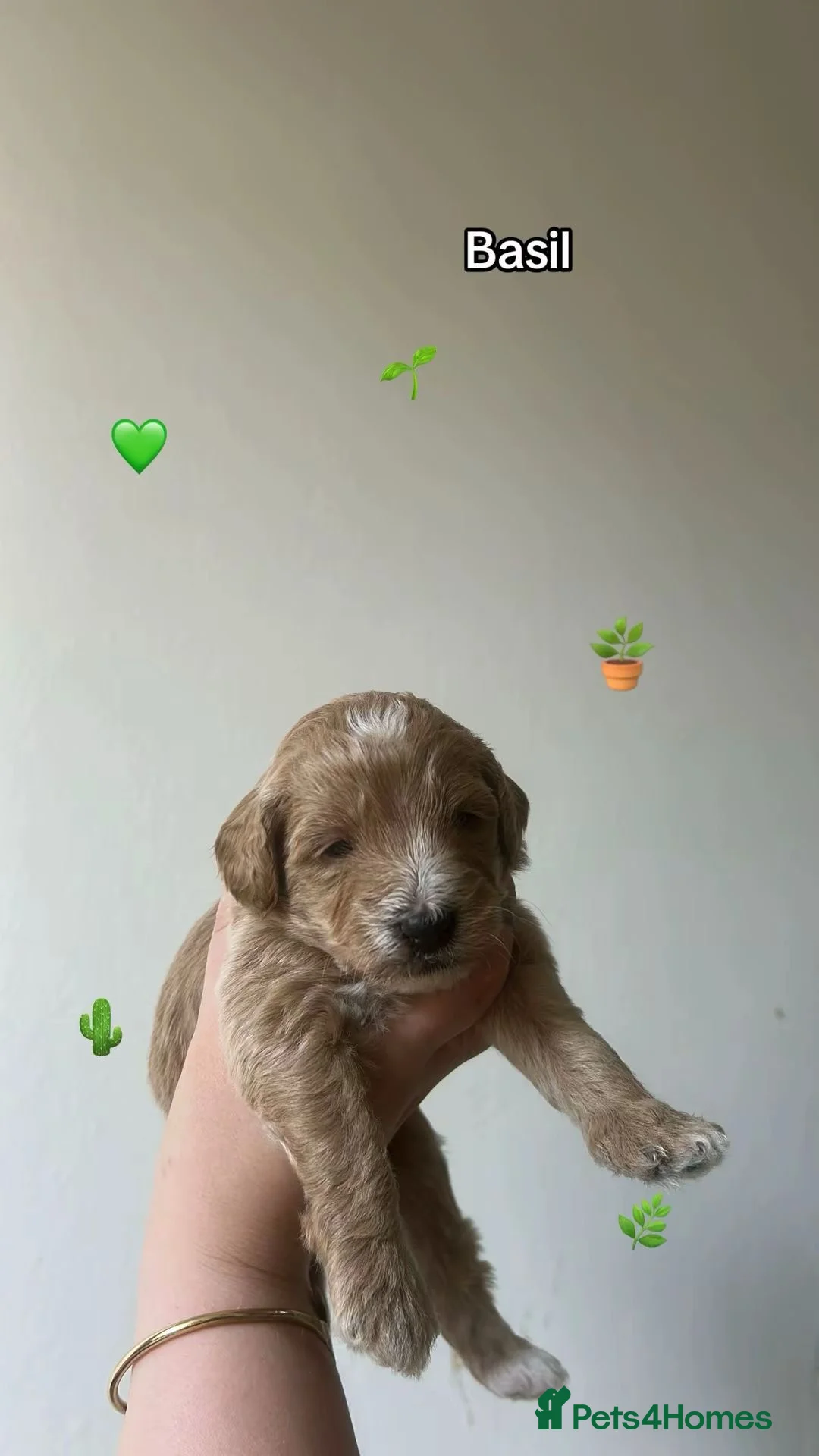 Australian Labradoodle dogs for sale: AUSSIE DOODLE - Health Tested - Advert 34