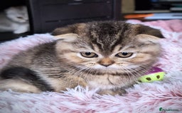 Scottish Fold cats for sale: 💙🩷LAST 2 SCOTTISH KITTENS ✅️TICA reg - Image 26