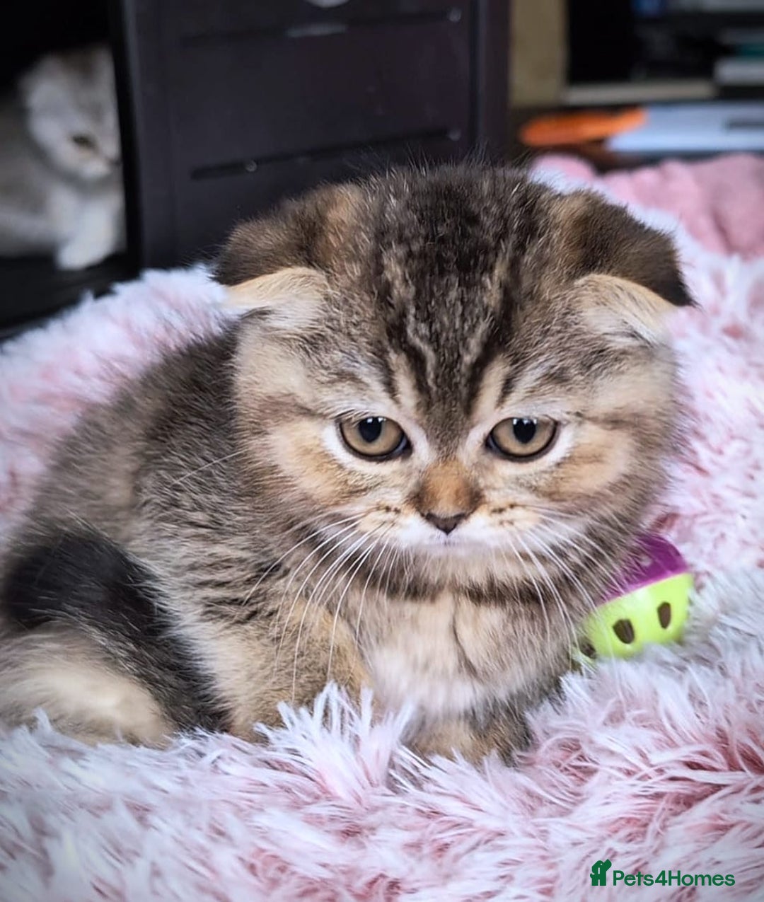Scottish Fold cats for sale: 💙🩷LAST 2 SCOTTISH KITTENS ✅️TICA reg - Image 26