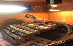 Bearded Dragon reptiles for sale: Bearded dragon boy names Loki the lizard  - Image 14