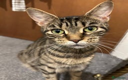 Mixed Breed cats for sale: Mama Cat and Kittens - Image 8