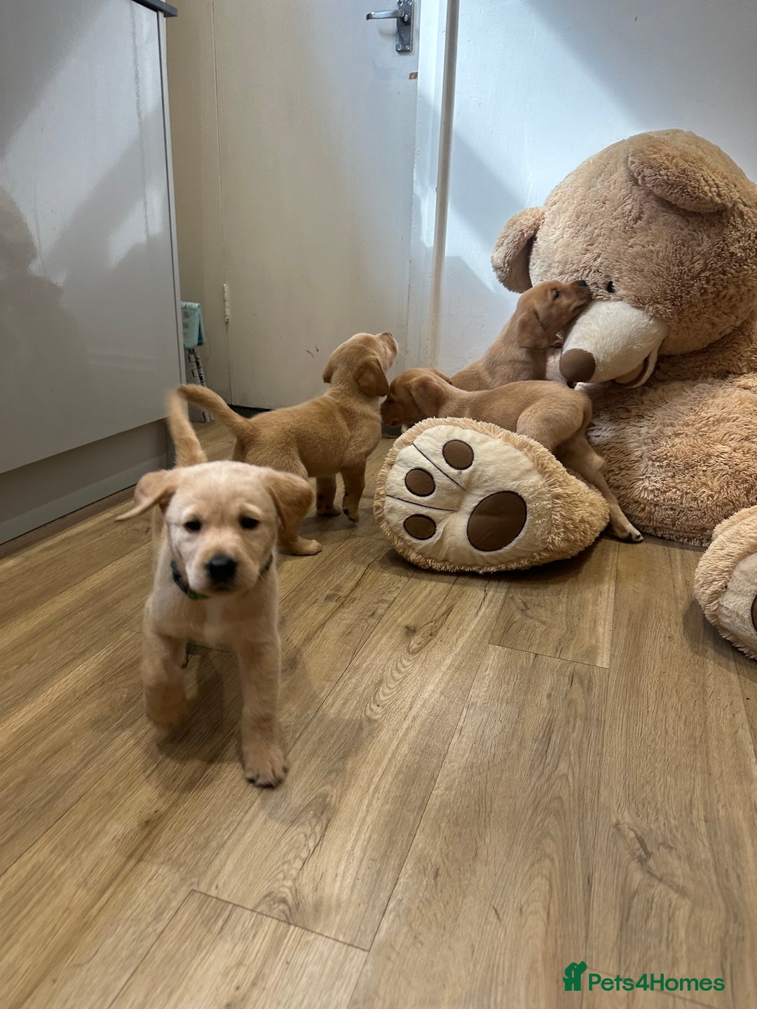 Labrador Retriever dogs for sale: My lovely Labrador puppies - Image 21
