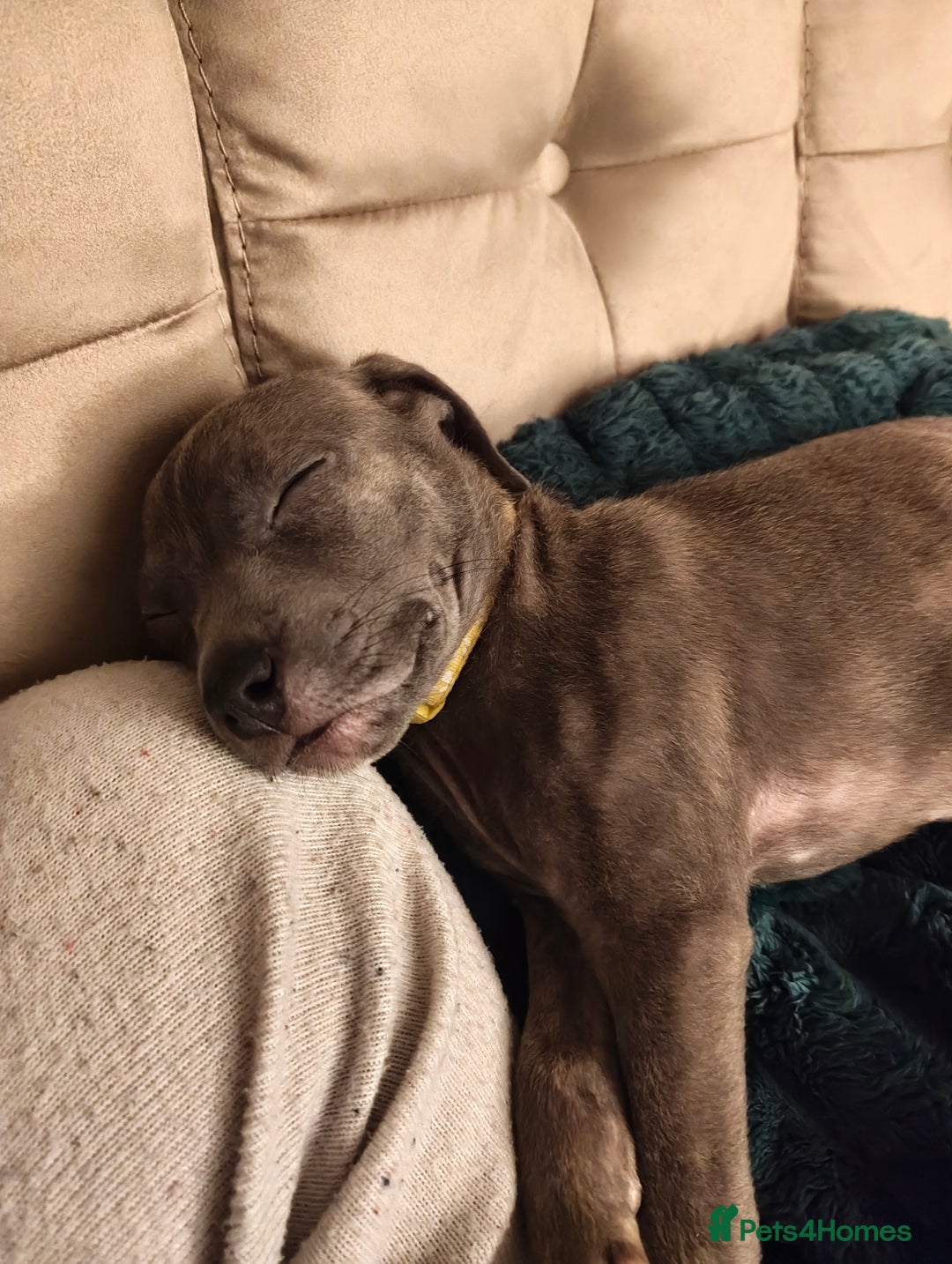 Mixed Breed dogs for sale: Loving puppy looking for her forever home - Advert 7