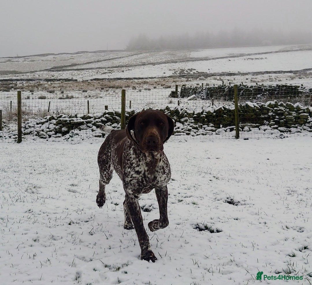 German Shorthaired Pointer dogs for stud: German Shorthaired Pointer at stud. in Skipton - Image 9