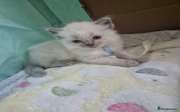 Ragdoll cats for sale: Beautiful Ragdoll Kittens, GCCF & Tica Registered - Image 33