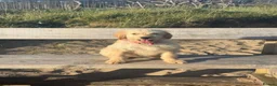 Goldendoodle dogs for sale: Beautiful Trained Goldendoodle Puppies! in Knighton - Advert 7