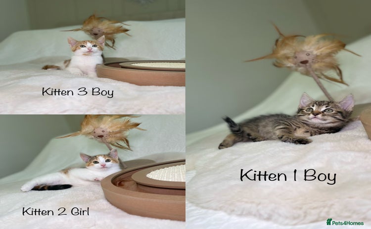 Mixed Breed cats Kittens 8 weeks old ready now  - Advert 9