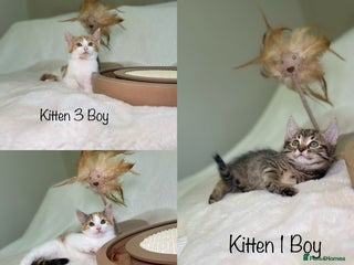 Mixed Breed cats Kittens 8 weeks old ready now - Advert 16