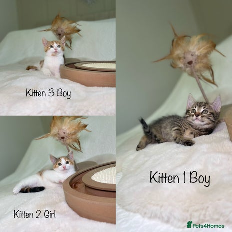 Mixed Breed cats Kittens 8 weeks old ready now - Advert 1