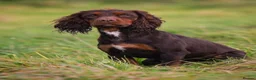 Cocker Spaniel dogs for sale: Stunning KC registered Working Cocker Spanial pups - Advert 5