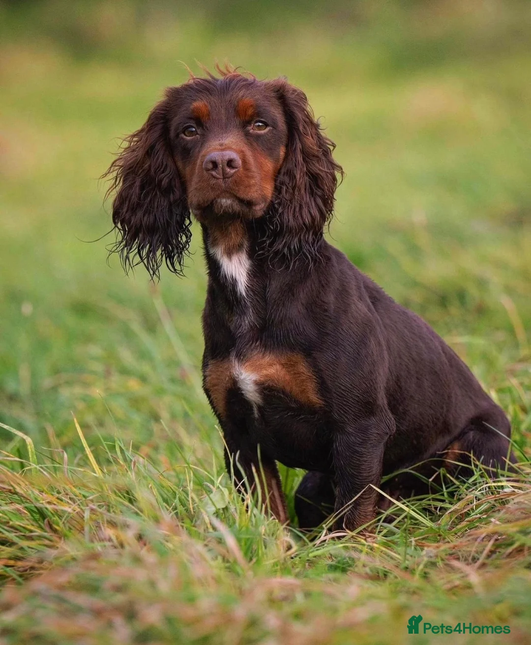 Cocker Spaniel dogs for sale: Stunning KC registered Working Cocker Spanial pups - Advert 5