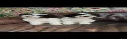 Lagotto Romagnolo dogs for sale: Quality lagotto romagnolo puppies for sale - Advert 3