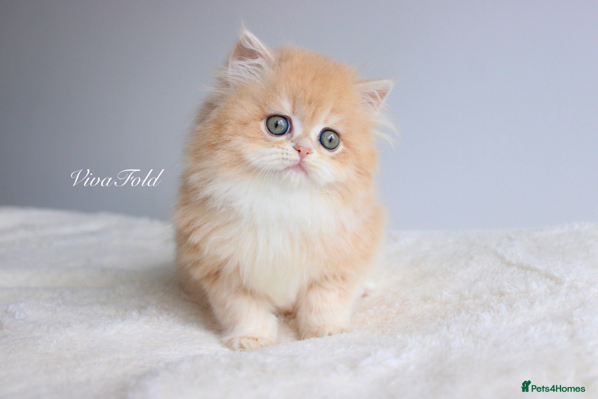 British Shorthair cats Champion bloodline Exclusive Babies  - Advert 1