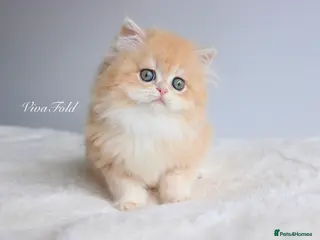 British Shorthair cats Champion bloodline Exclusive Babies - Advert 1