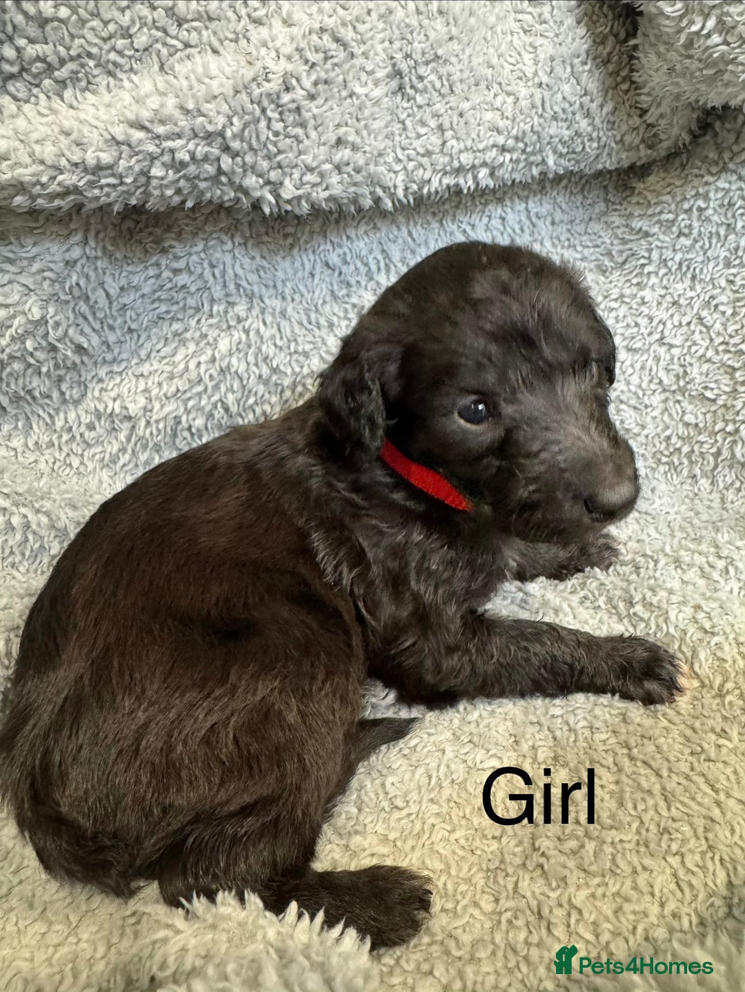 Lurcher dogs for sale: Bedlington Whippet/Lurcher  - Advert 5