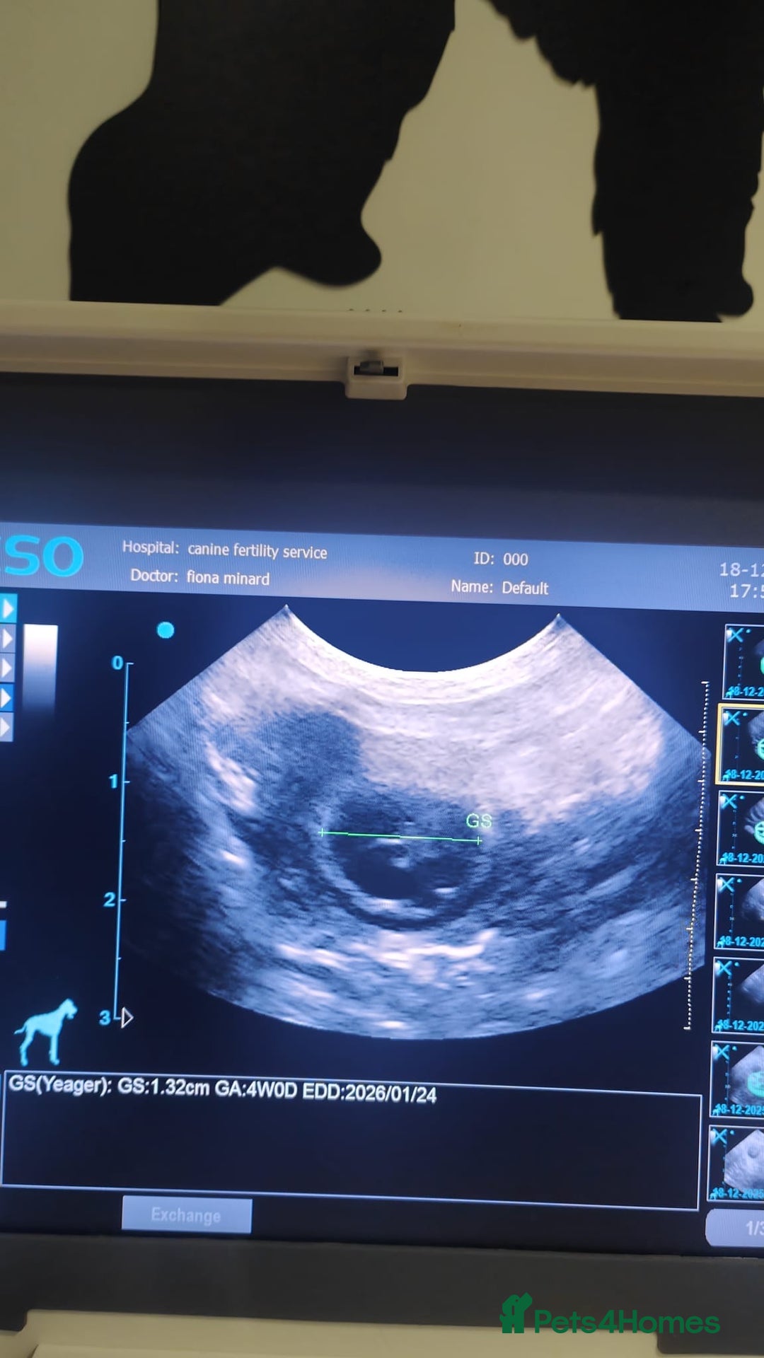 Cocker Spaniel dogs for sale: Cocker Spaniel puppies: Interest list - Advert 9