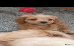 Cavapoo dogs for sale: Cavapoo puppies  - Image 9