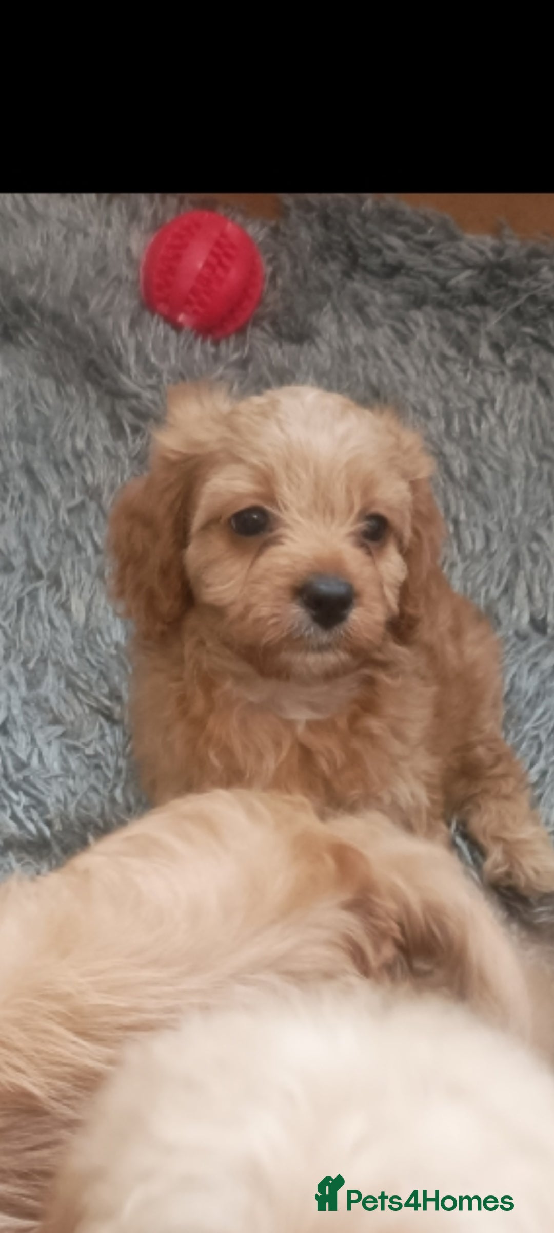 Cavapoo dogs for sale: Cavapoo puppies  - Image 9