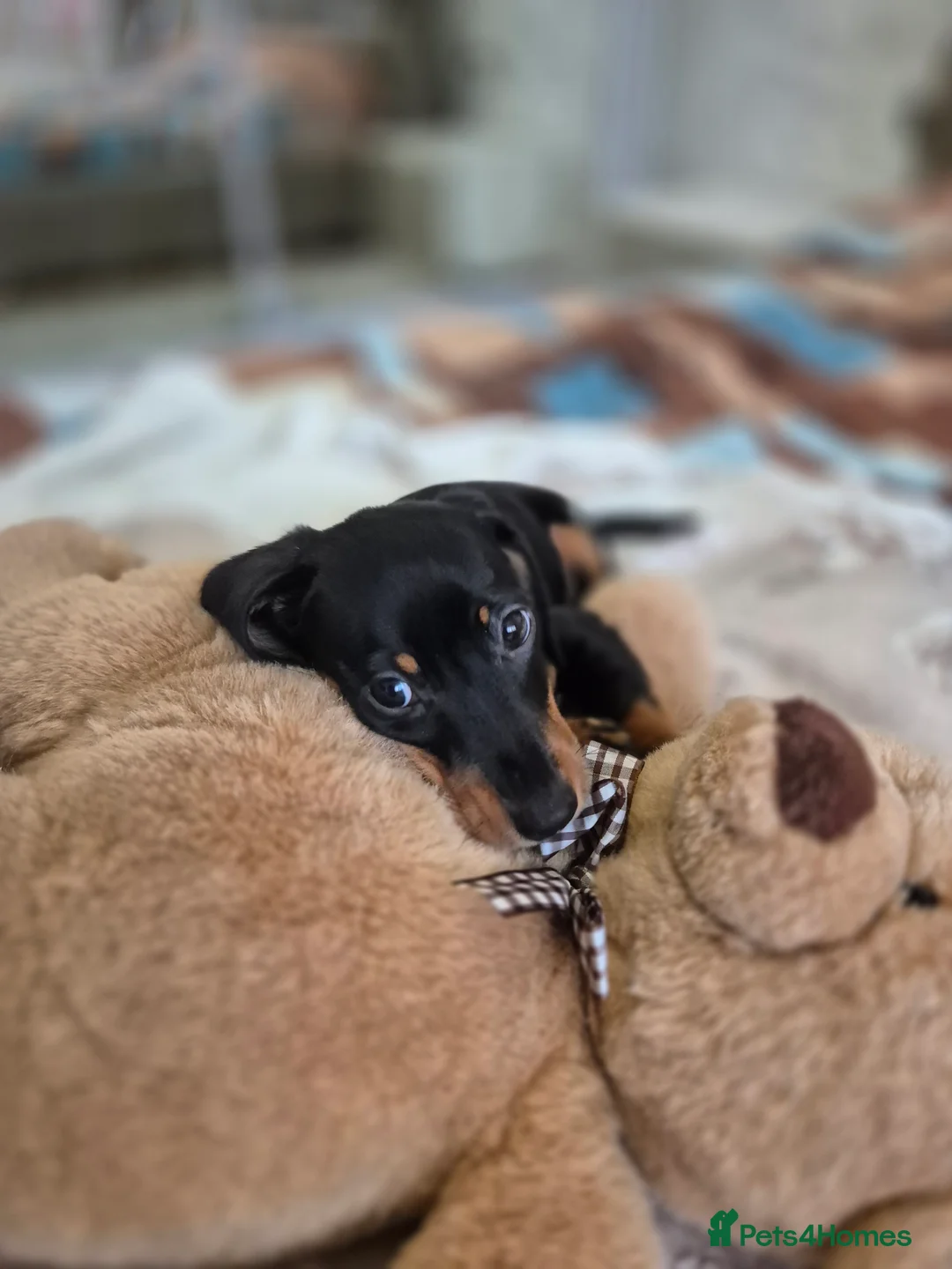 Dachshund dogs for sale: 💙 Miniature Dachshund Boy!💙 - Advert 38
