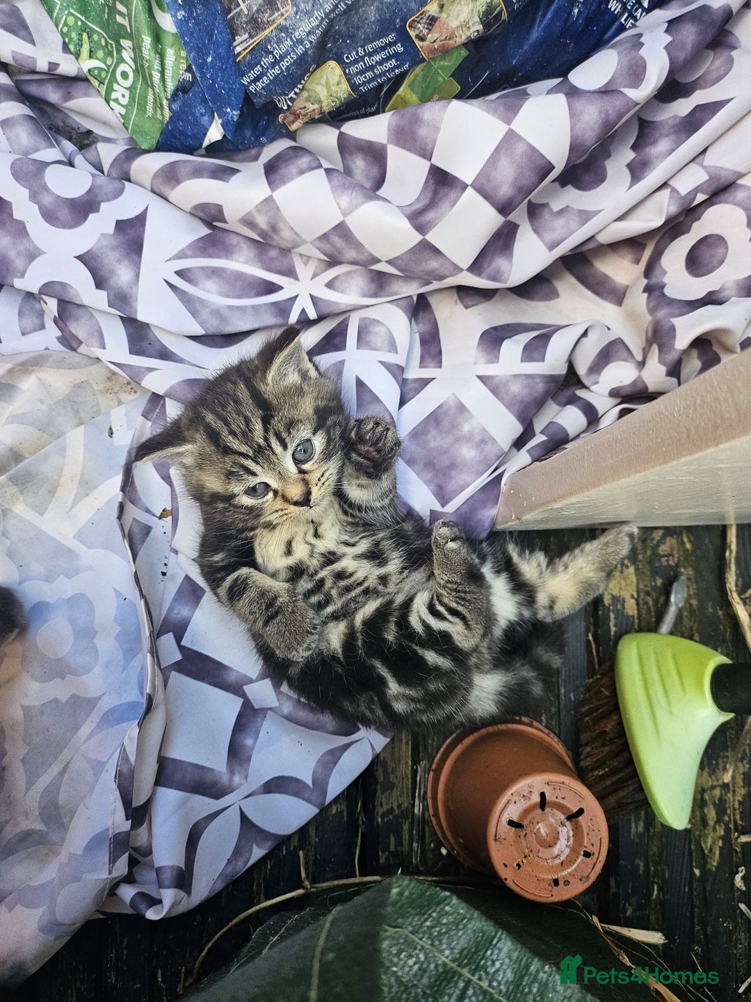 Mixed Breed cats for sale: Adorable kittens - Image 5