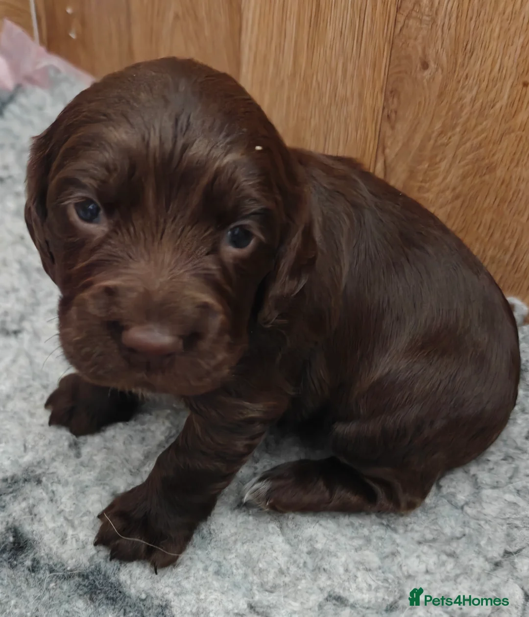 Cocker Spaniel dogs for sale: Cocker spaniel puppies  - Advert 9