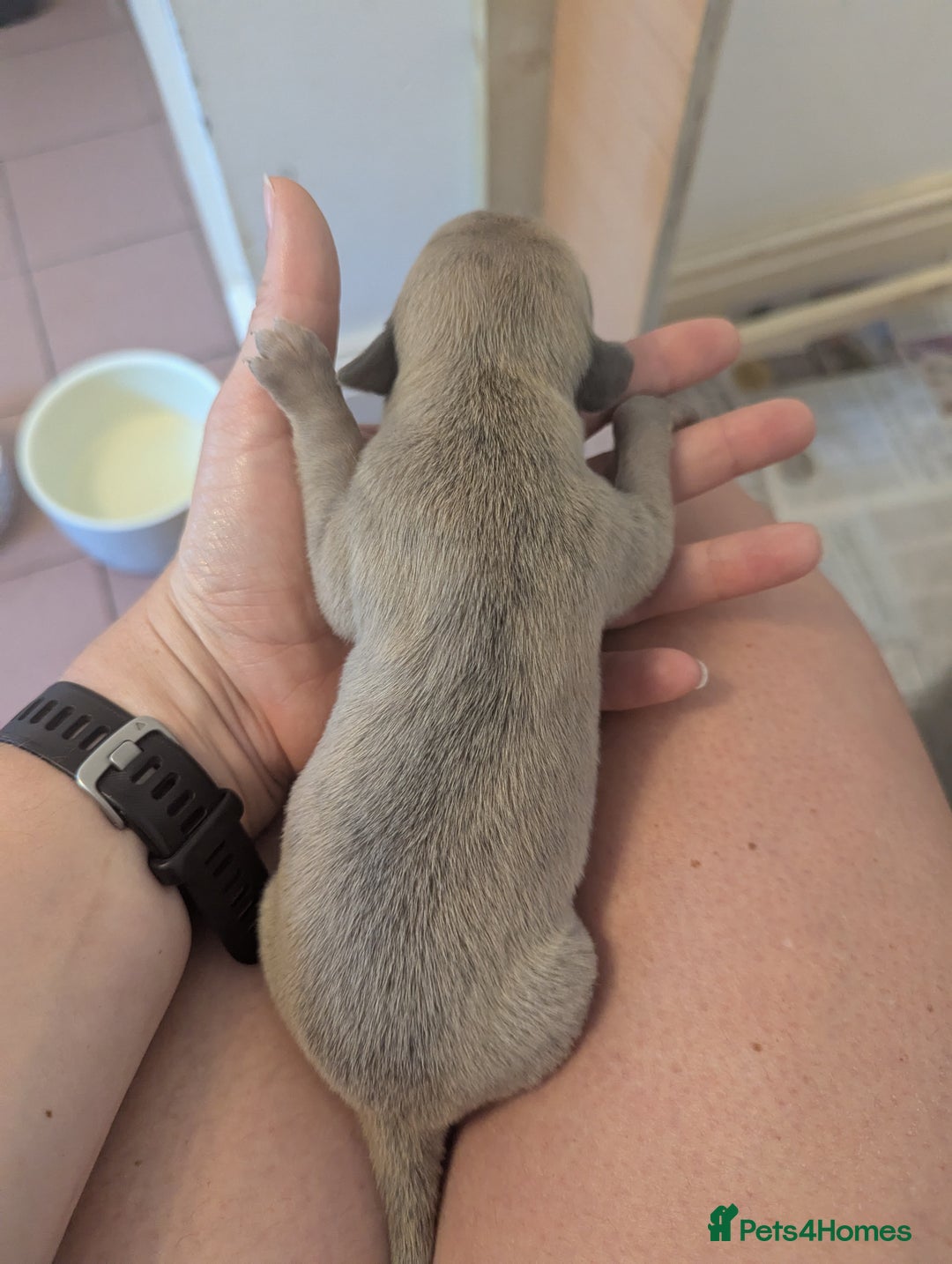 Whippet dogs for sale: Whippet Puppies for sale - Image 12