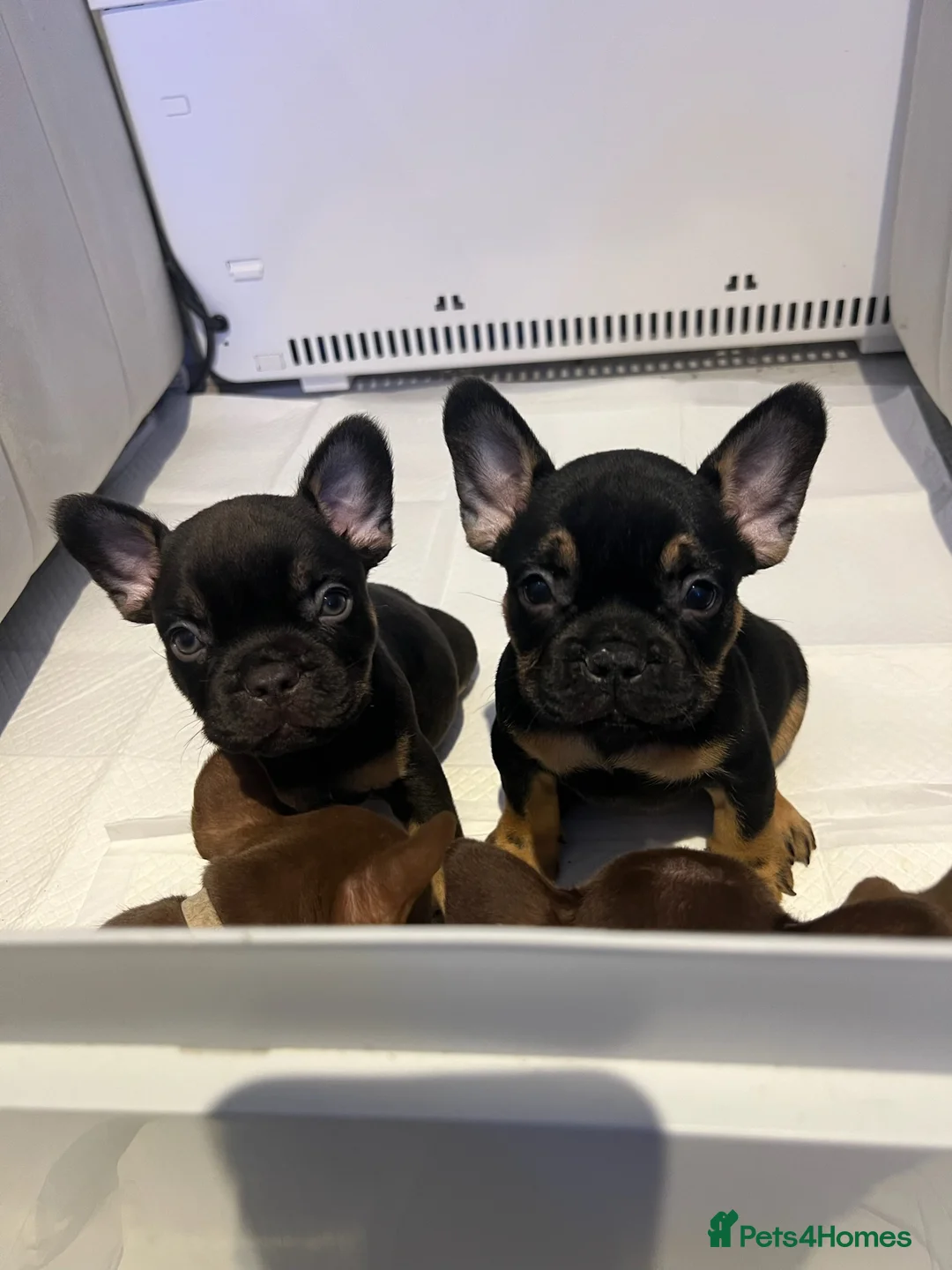 French Bulldog dogs for sale: Frenchies in Chocolate & Tan and Rojo - Advert 3