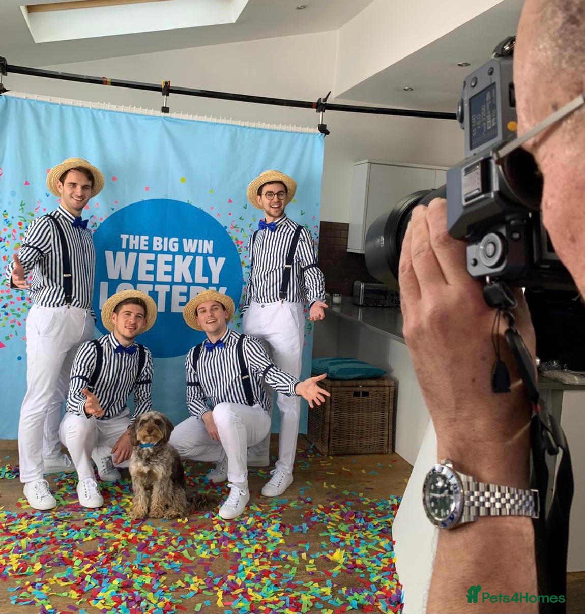 Cockapoo dogs Ross, a Proven Model F1 Cockapoo - Advert 13