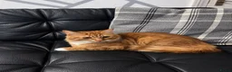 British Longhair cats for sale: Domestic longhair  - Advert 4