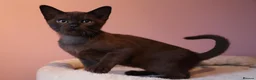 Burmese cats for sale: Beautiful Healthy Burmese  - Advert 12