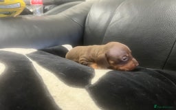 Miniature Dachshund dogs for sale: Champion line miniature Dachshunds KCREG PRACLEAR  - Image 25