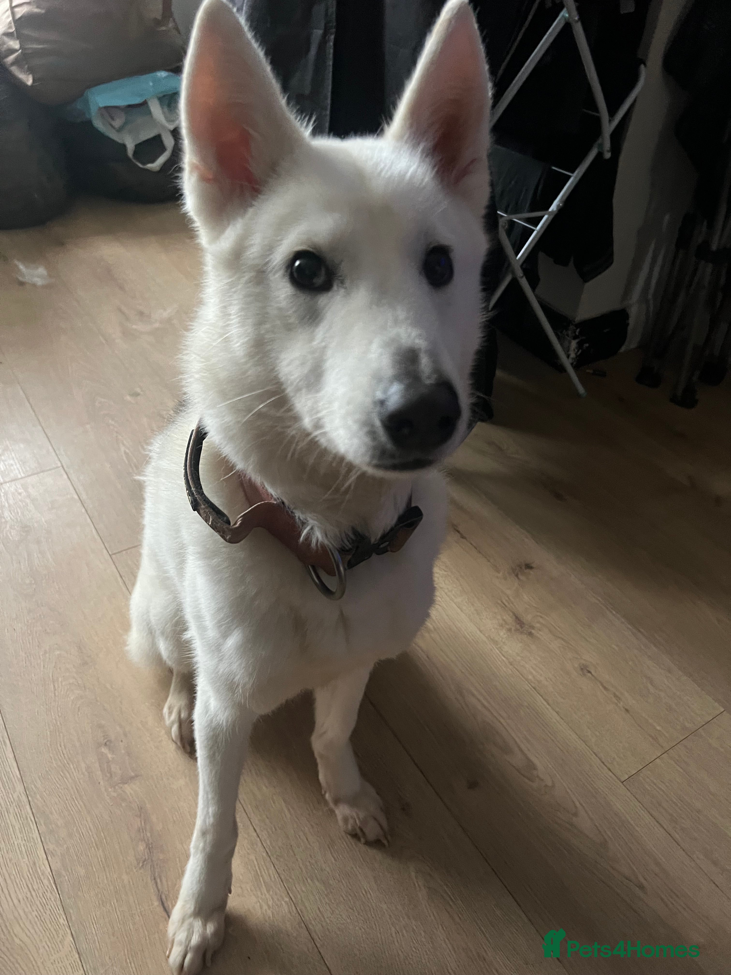 Siberian Husky dogs Beautiful white and grey husky  - Advert 1