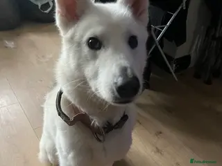 Siberian Husky dogs Beautiful white and grey husky - Advert 5