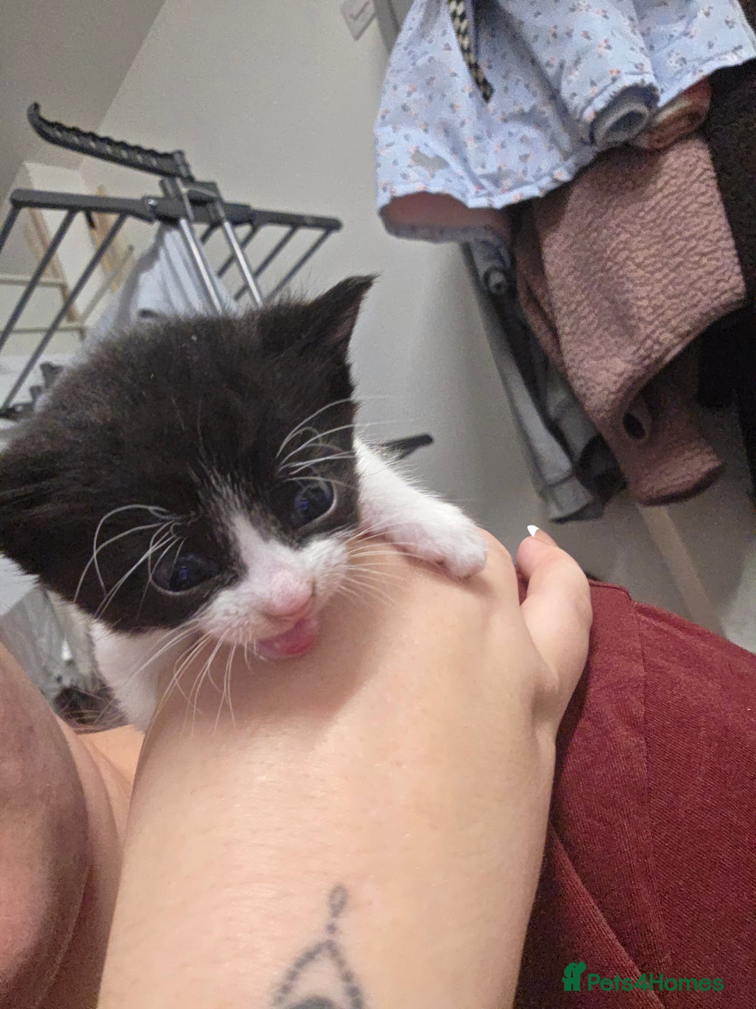 Domestic Shorthair cats for sale: Kittens for sale. - Advert 7