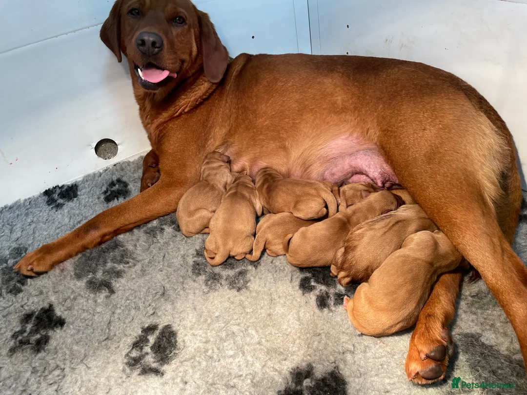 Labrador Retriever dogs for sale: Fox Red Labrador Pups For Sale - Advert 11