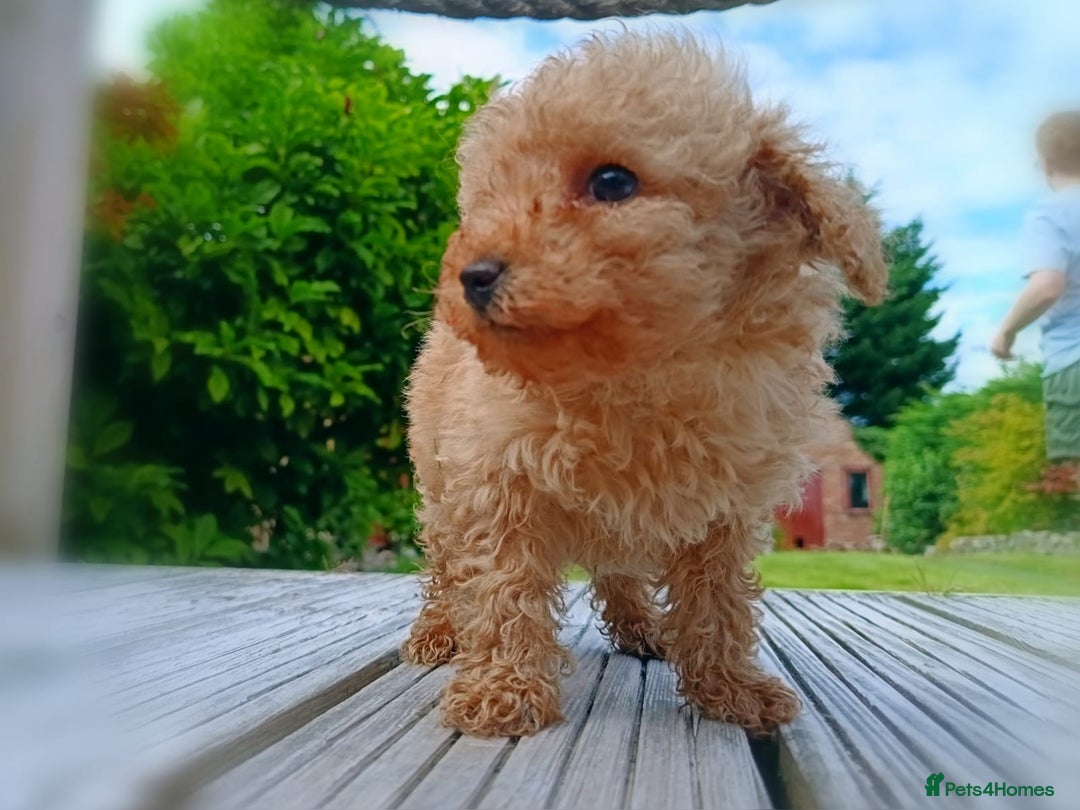 Toy Poodle dogs for sale: Toy Poodles from k.c.registered DNA tested parents - Image 15