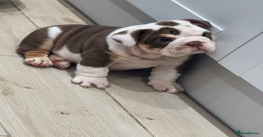 English Bulldog dogs - Advert 15