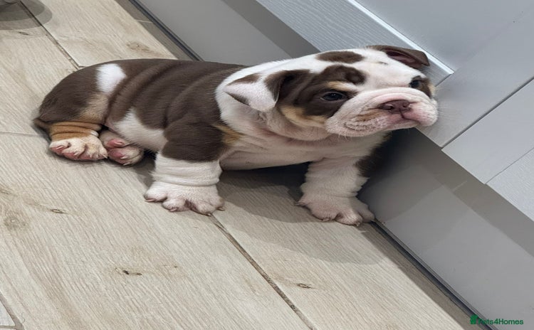 English Bulldog dogs - Advert 2