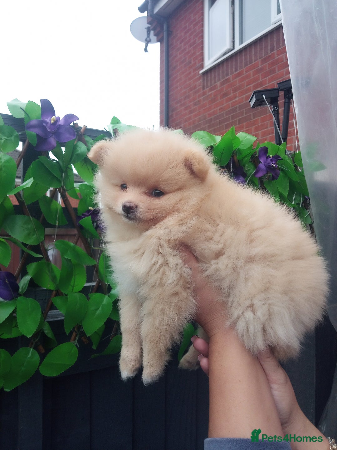 Pomeranian dogs for sale: Pomeranian puppies  - Image 4
