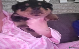 Rottweiler dogs for sale: 1 male 1 female rottweiler  - Image 23