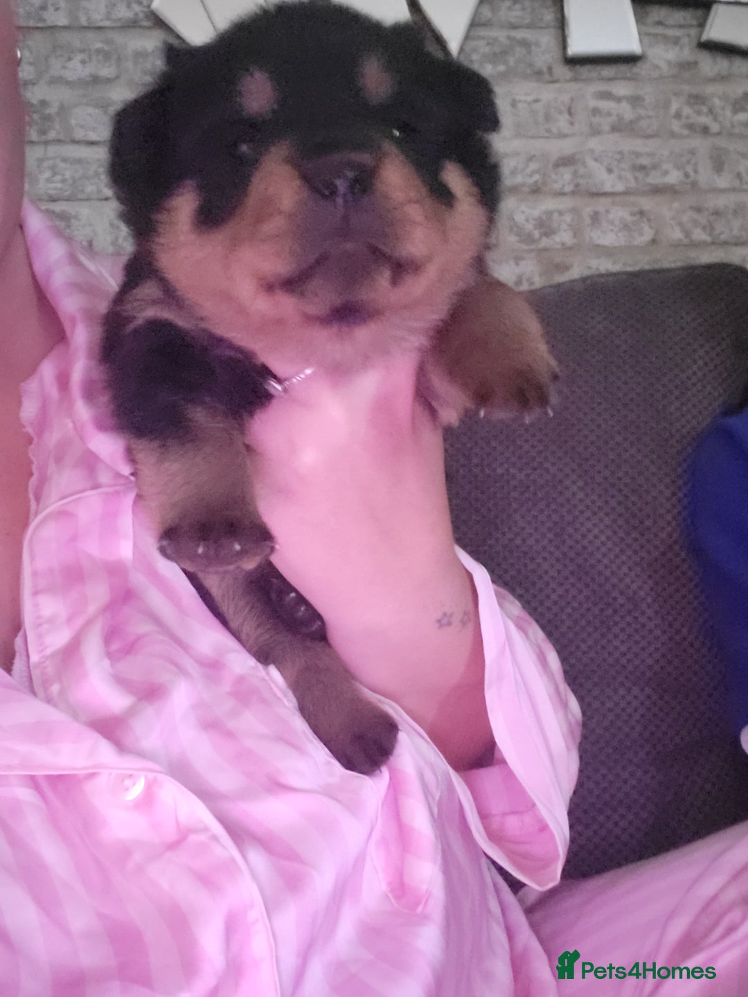 Rottweiler dogs for sale: 1 male 1 female rottweiler  - Image 23