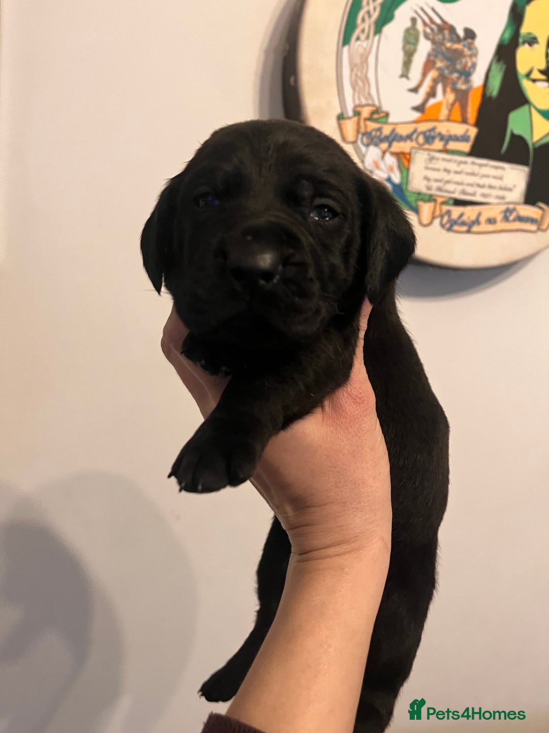 Cane Corso dogs for sale: Stunning Full Pedigree Cane Corso Puppies 🏆  - Advert 21