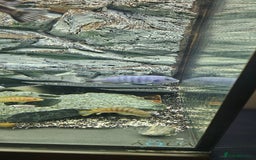 Cichlids fish for sale: Chiclids - Image 4