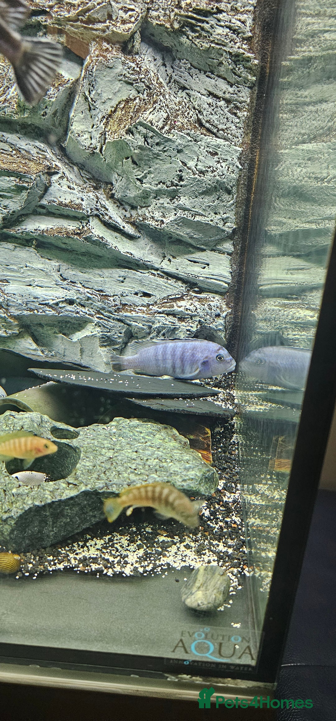Cichlids fish for sale: Chiclids - Image 4
