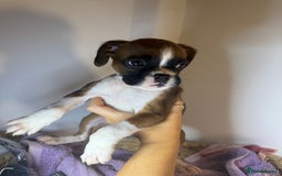 Boxer dogs for sale: Flashy boxer/red - natural bob tail/tail  - Image 18