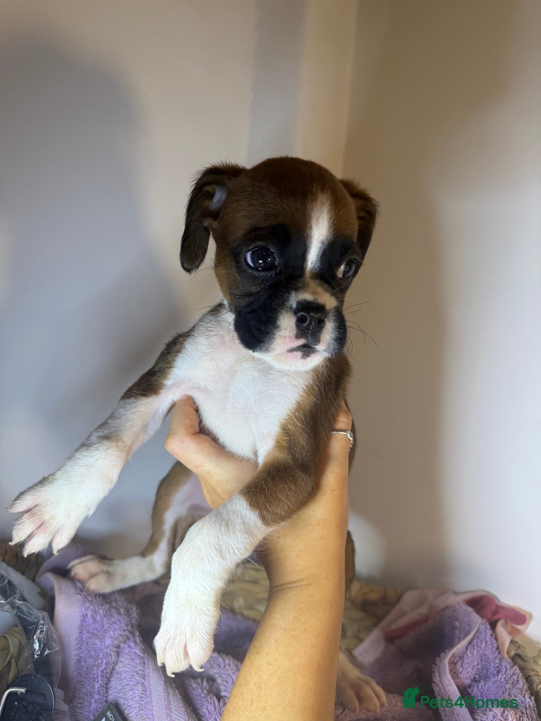 Boxer dogs for sale: Flashy boxer/red - natural bob tail/tail  - Image 18
