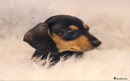 Miniature Dachshund dogs for sale: KC Daxi's health tested parents.READY - Image 19