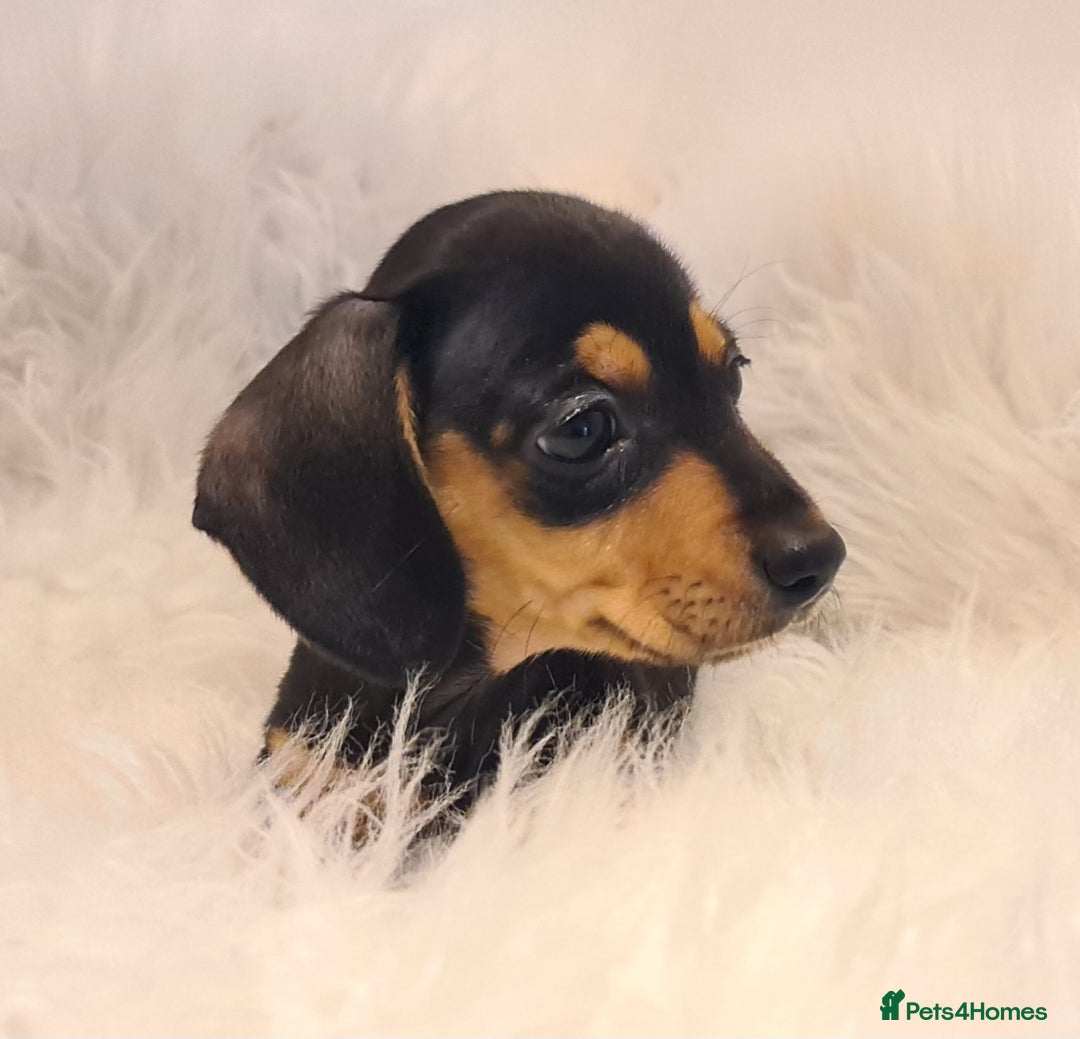Miniature Dachshund dogs for sale: KC Daxi's health tested parents.READY - Image 19